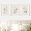 Antique Flower Art Poster - Botanical Wall Art - Botanical Poster - Set of 3