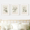 Antique Flower Art Poster - Botanical Wall Art - Botanical Poster - Set of 3